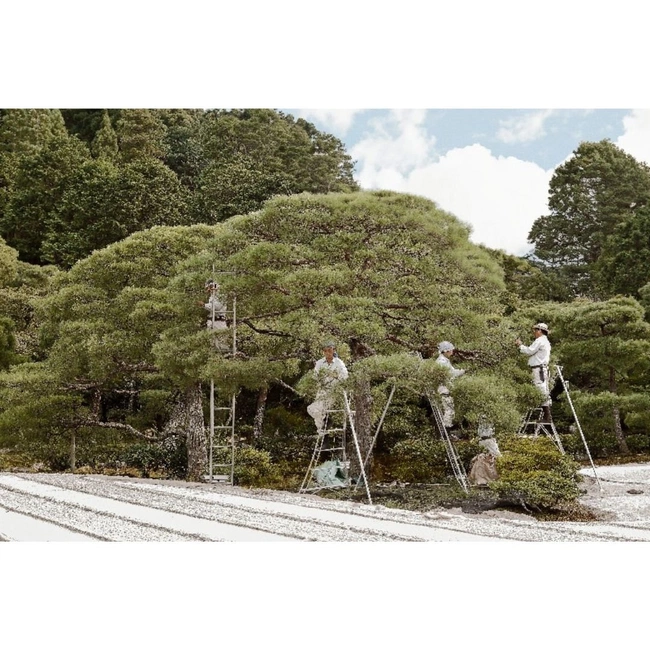 cover image of the auction item