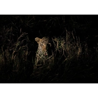 cover image of the auction item